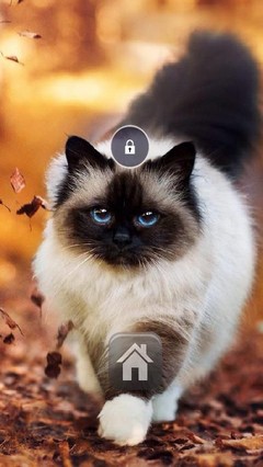 Exotic Cat Lock Screen Theme