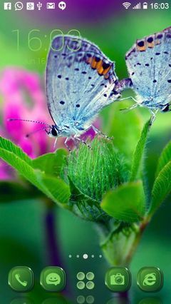   Blue Butterflies